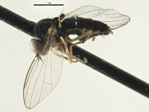  (Agathomyia viduella - CNC DIPTERA 197605)  @13 [ ] CreativeCommons - Attribution (2013) CNC/CBG Photography Group Centre for Biodiversity Genomics
