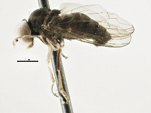  ( - CNC DIPTERA 197636)  @14 [ ] CreativeCommons - Attribution (2013) CNC/CBG Photography Group Centre for Biodiversity Genomics