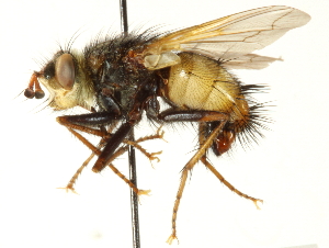  ( - CNC DIPTERA 192209)  @14 [ ] CreativeCommons - Attribution (2012) CNC/CBG Photography Group Centre for Biodiversity Genomics