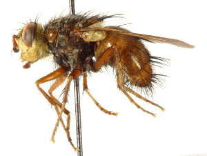  ( - CNC DIPTERA 192211)  @14 [ ] CreativeCommons - Attribution (2012) CNC/CBG Photography Group Centre for Biodiversity Genomics