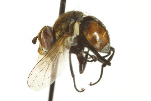  ( - CNC DIPTERA 161825)  @13 [ ] CreativeCommons - Attribution (2011) CNC/CBG Photography Group Centre for Biodiversity Genomics