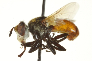  ( - CNC DIPTERA 161838)  @11 [ ] CreativeCommons - Attribution (2011) CNC/CBG Photography Group Centre for Biodiversity Genomics