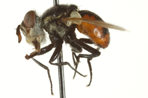  ( - CNC DIPTERA 161840)  @11 [ ] CreativeCommons - Attribution (2011) CNC/CBG Photography Group Centre for Biodiversity Genomics
