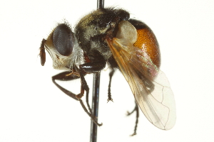  ( - CNC DIPTERA 161842)  @11 [ ] CreativeCommons - Attribution (2011) CNC/CBG Photography Group Centre for Biodiversity Genomics