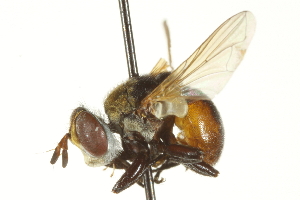  ( - CNC DIPTERA 161855)  @14 [ ] CreativeCommons - Attribution (2011) CNC/CBG Photography Group Centre for Biodiversity Genomics