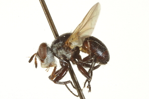  ( - CNC DIPTERA 161856)  @13 [ ] CreativeCommons - Attribution (2011) CNC/CBG Photography Group Centre for Biodiversity Genomics