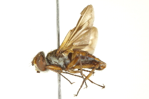  ( - CNC DIPTERA 161864)  @11 [ ] CreativeCommons - Attribution (2011) CNC/CBG Photography Group Centre for Biodiversity Genomics