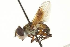  ( - CNC DIPTERA 161866)  @13 [ ] CreativeCommons - Attribution (2011) CNC/CBG Photography Group Centre for Biodiversity Genomics