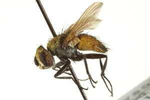  ( - CNC DIPTERA 161870)  @14 [ ] CreativeCommons - Attribution (2012) CNC/CBG Photography Group Centre for Biodiversity Genomics