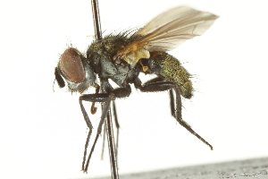  ( - CNC DIPTERA 161871)  @14 [ ] CreativeCommons - Attribution (2012) CNC/CBG Photography Group Centre for Biodiversity Genomics