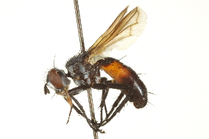  ( - CNC DIPTERA 161959)  @14 [ ] CreativeCommons - Attribution (2012) CNC/CBG Photography Group Centre for Biodiversity Genomics