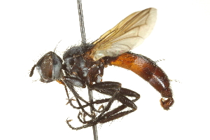  ( - CNC DIPTERA 161960)  @13 [ ] CreativeCommons - Attribution (2012) CNC/CBG Photography Group Centre for Biodiversity Genomics