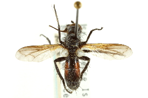  ( - CNC DIPTERA 161962)  @12 [ ] CreativeCommons - Attribution (2012) CNC/CBG Photography Group Centre for Biodiversity Genomics
