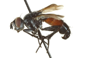  ( - CNC DIPTERA 161967)  @13 [ ] CreativeCommons - Attribution (2012) CNC/CBG Photography Group Centre for Biodiversity Genomics