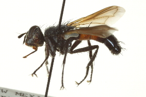  ( - CNC DIPTERA 161968)  @12 [ ] CreativeCommons - Attribution (2012) CNC/CBG Photography Group Centre for Biodiversity Genomics