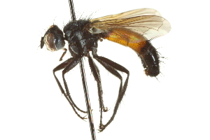  ( - CNC DIPTERA 161975)  @13 [ ] CreativeCommons - Attribution (2012) CNC/CBG Photography Group Centre for Biodiversity Genomics