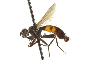  ( - CNC DIPTERA 161977)  @13 [ ] CreativeCommons - Attribution (2012) CNC/CBG Photography Group Centre for Biodiversity Genomics