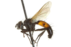  ( - CNC DIPTERA 161979)  @13 [ ] CreativeCommons - Attribution (2012) CNC/CBG Photography Group Centre for Biodiversity Genomics