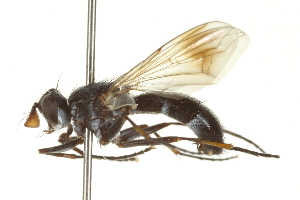  ( - CNC DIPTERA 161984)  @14 [ ] CreativeCommons - Attribution (2012) CNC/CBG Photography Group Centre for Biodiversity Genomics