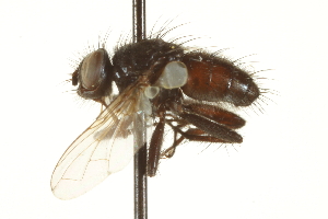  ( - CNC DIPTERA 161995)  @12 [ ] CreativeCommons - Attribution (2012) CNC/CBG Photography Group Centre for Biodiversity Genomics