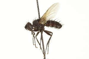  ( - CNC DIPTERA 162005)  @11 [ ] CreativeCommons - Attribution (2012) CNC/CBG Photography Group Centre for Biodiversity Genomics