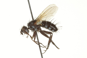  ( - CNC DIPTERA 162006)  @11 [ ] CreativeCommons - Attribution (2012) CNC/CBG Photography Group Centre for Biodiversity Genomics