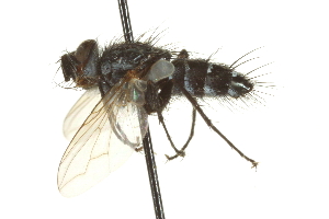  ( - CNC DIPTERA 162047)  @12 [ ] CreativeCommons - Attribution (2012) CNC/CBG Photography Group Centre for Biodiversity Genomics