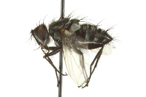  ( - CNC DIPTERA 162048)  @13 [ ] CreativeCommons - Attribution (2012) CNC/CBG Photography Group Centre for Biodiversity Genomics