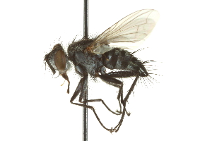  ( - CNC DIPTERA 162049)  @14 [ ] CreativeCommons - Attribution (2012) CNC/CBG Photography Group Centre for Biodiversity Genomics