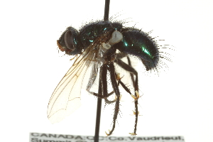  ( - CNC DIPTERA 162059)  @12 [ ] CreativeCommons - Attribution (2012) CNC/CBG Photography Group Centre for Biodiversity Genomics
