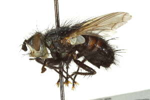  ( - CNC DIPTERA 162118)  @13 [ ] CreativeCommons - Attribution (2012) CNC/CBG Photography Group Centre for Biodiversity Genomics