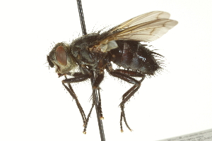  ( - CNC DIPTERA 162119)  @14 [ ] CreativeCommons - Attribution (2012) CNC/CBG Photography Group Centre for Biodiversity Genomics