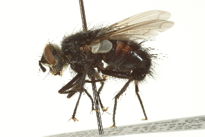  ( - CNC DIPTERA 162136)  @13 [ ] CreativeCommons - Attribution (2012) CNC/CBG Photography Group Centre for Biodiversity Genomics