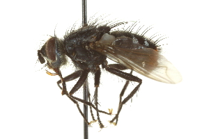  ( - CNC DIPTERA 162158)  @13 [ ] CreativeCommons - Attribution (2012) CNC/CBG Photography Group Centre for Biodiversity Genomics