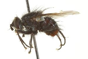  ( - CNC DIPTERA 162160)  @12 [ ] CreativeCommons - Attribution (2012) CNC/CBG Photography Group Centre for Biodiversity Genomics