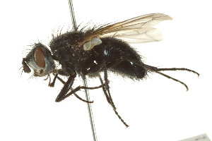 ( - CNC DIPTERA 162170)  @13 [ ] CreativeCommons - Attribution (2012) CNC/CBG Photography Group Centre for Biodiversity Genomics