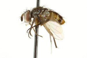  ( - CNC DIPTERA 162192)  @11 [ ] CreativeCommons - Attribution (2012) CNC/CBG Photography Group Centre for Biodiversity Genomics