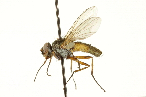  ( - CNC DIPTERA 162209)  @11 [ ] CreativeCommons - Attribution (2012) CNC/CBG Photography Group Centre for Biodiversity Genomics