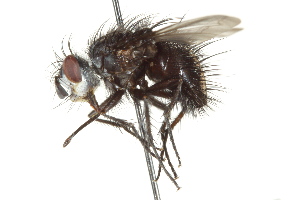  ( - CNC DIPTERA 162388)  @13 [ ] CreativeCommons - Attribution (2012) CNC/CBG Photography Group Centre for Biodiversity Genomics