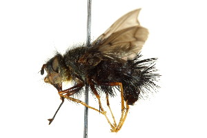  ( - CNC DIPTERA 162402)  @11 [ ] CreativeCommons - Attribution (2012) CNC/CBG Photography Group Centre for Biodiversity Genomics