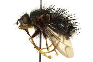  ( - CNC DIPTERA 162404)  @11 [ ] CreativeCommons - Attribution (2012) CNC/CBG Photography Group Centre for Biodiversity Genomics