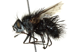  ( - CNC DIPTERA 162532)  @13 [ ] CreativeCommons - Attribution (2012) CNC/CBG Photography Group Centre for Biodiversity Genomics