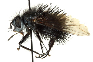  ( - CNC DIPTERA 162534)  @14 [ ] CreativeCommons - Attribution (2012) CNC/CBG Photography Group Centre for Biodiversity Genomics