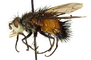  ( - CNC DIPTERA 162536)  @11 [ ] CreativeCommons - Attribution (2012) CNC/CBG Photography Group Centre for Biodiversity Genomics
