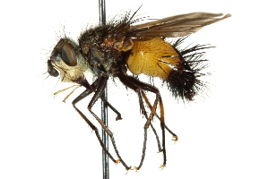  ( - CNC DIPTERA 162537)  @11 [ ] CreativeCommons - Attribution (2012) CNC/CBG Photography Group Centre for Biodiversity Genomics