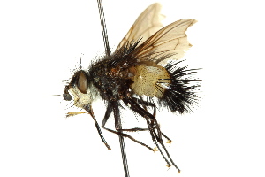  ( - CNC DIPTERA 162548)  @11 [ ] CreativeCommons - Attribution (2012) CNC/CBG Photography Group Centre for Biodiversity Genomics