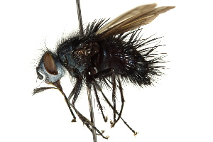  ( - CNC DIPTERA 162553)  @14 [ ] CreativeCommons - Attribution (2012) CNC/CBG Photography Group Centre for Biodiversity Genomics