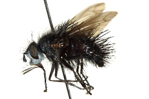  ( - CNC DIPTERA 162555)  @14 [ ] CreativeCommons - Attribution (2012) CNC/CBG Photography Group Centre for Biodiversity Genomics
