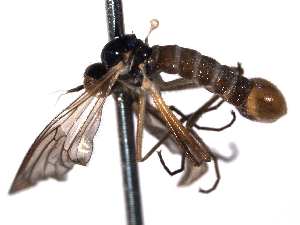  ( - CNC DIPTERA 161469)  @12 [ ] CreativeCommons - Attribution (2012) CNC/CBG Photography Group Centre for Biodiversity Genomics