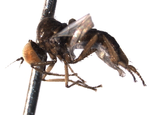  ( - CNC DIPTERA 161640)  @12 [ ] CreativeCommons - Attribution (2011) CNC/CBG Photography Group Centre for Biodiversity Genomics